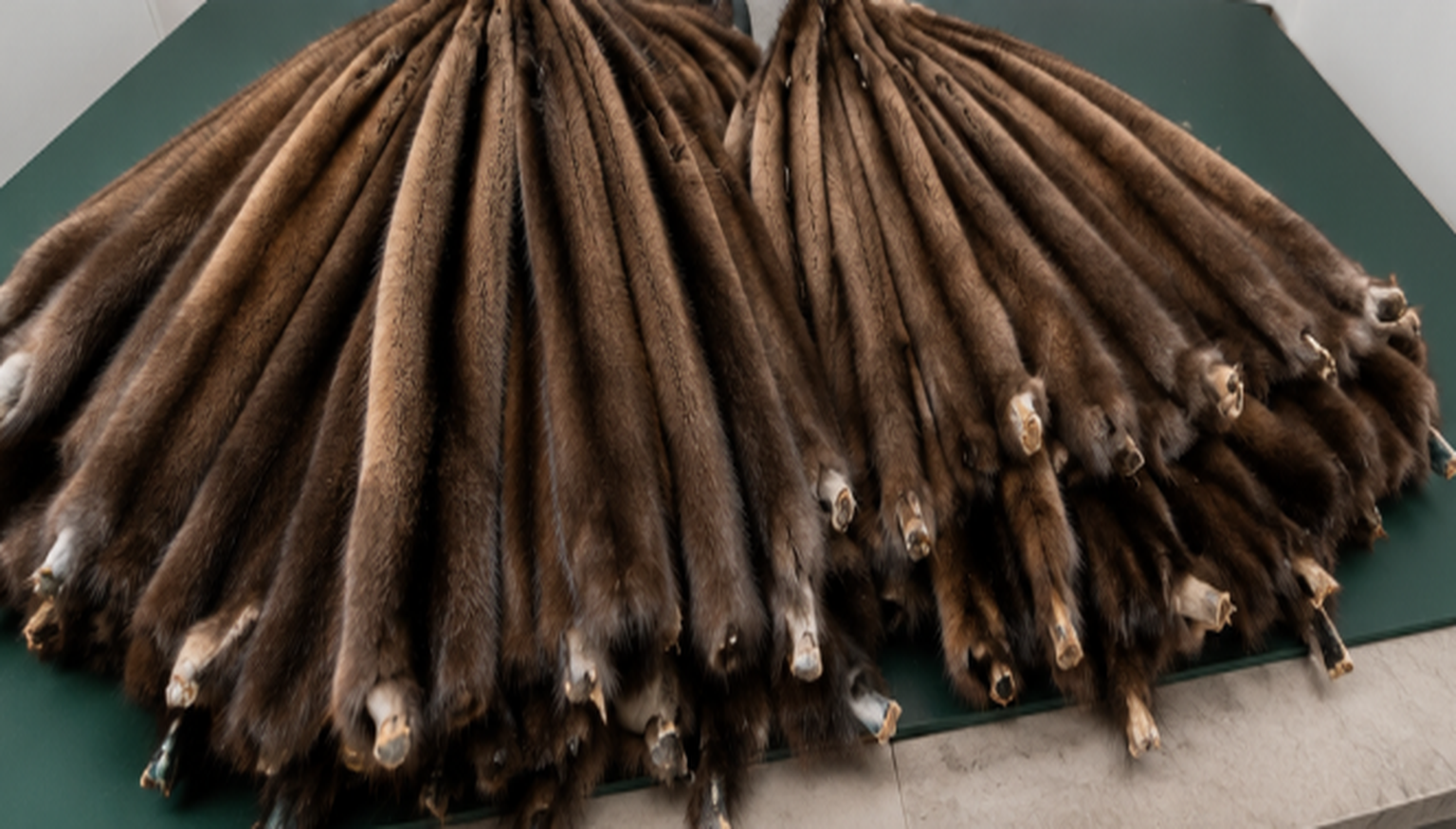 Male and female mink pelts compared side by side showing the difference in texture