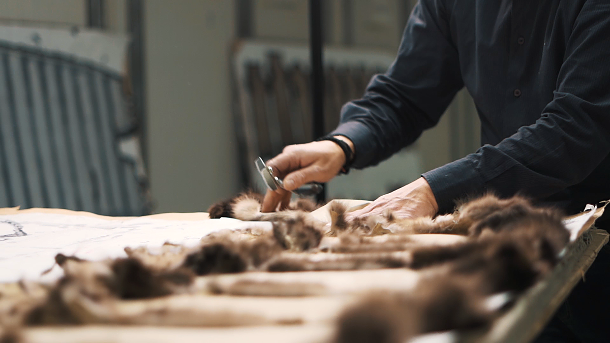 Pelts laid out and matched by hand on the cutting table in the Casiani workshop in Kastoria