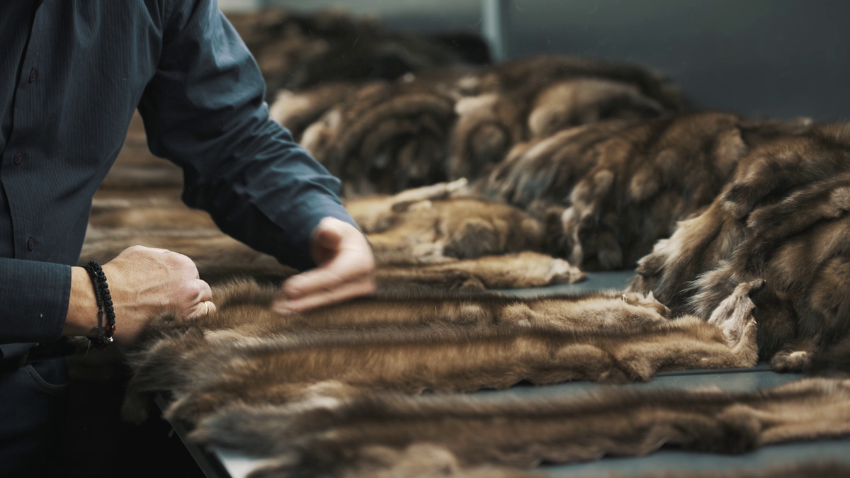 A furrier's hands on graded sable pelts laid out on the table at Casiani in Kastoria